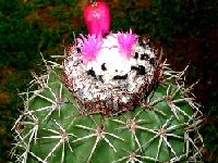 Melocactus curvispinus v. loboguereroi ©Jean Bénézet.JPG